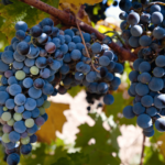 Merlot: o tinto macio que conquista taças ao redor do mundo