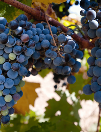Merlot: o tinto macio que conquista taças ao redor do mundo