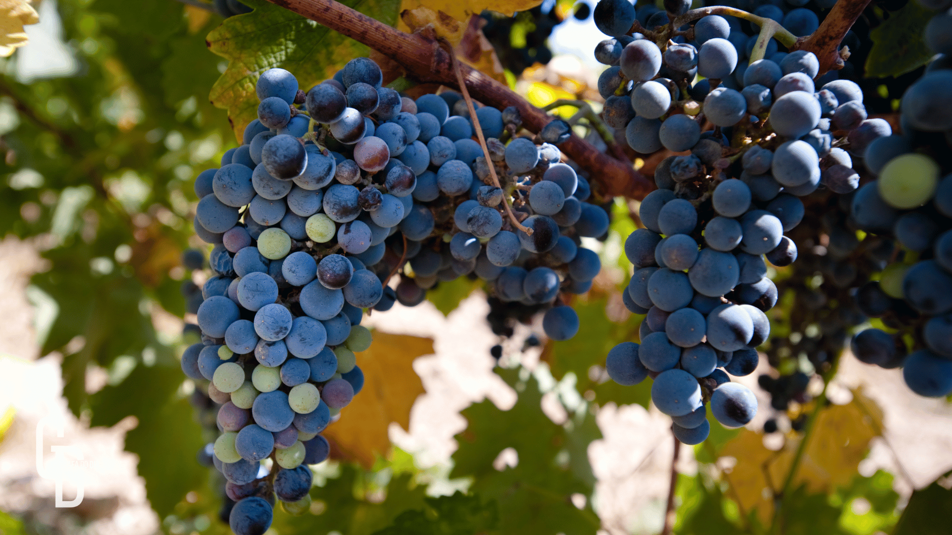 Merlot: o tinto macio que conquista taças ao redor do mundo