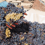 Produção mundial de vinho recua ao menor nível desde 1961