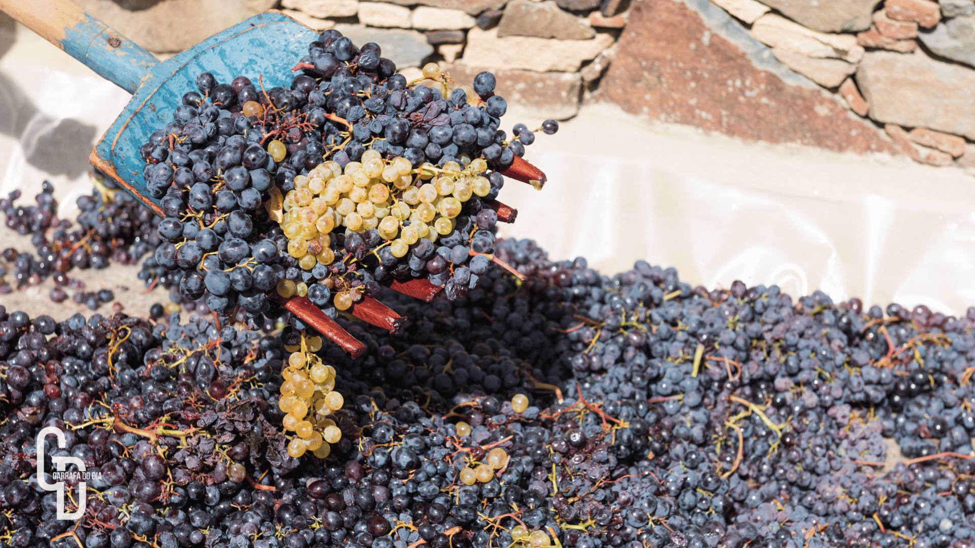 Produção mundial de vinho recua ao menor nível desde 1961
