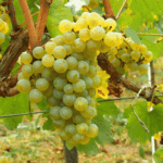Chardonnay é a uva branca mais plantada do mundo
