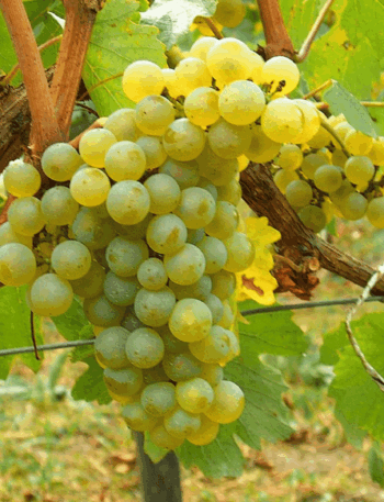 Chardonnay é a uva branca mais plantada do mundo
