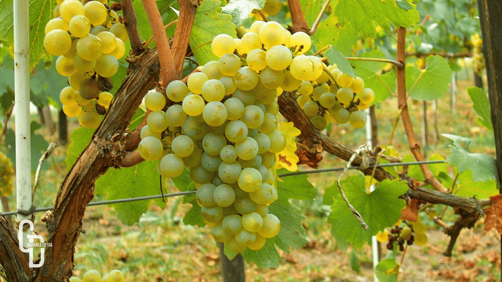 Chardonnay é a uva branca mais plantada do mundo