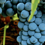 Uva Tempranillo é símbolo da viticultura Espanhola