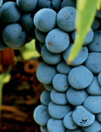 Uva Tempranillo é símbolo da viticultura Espanhola