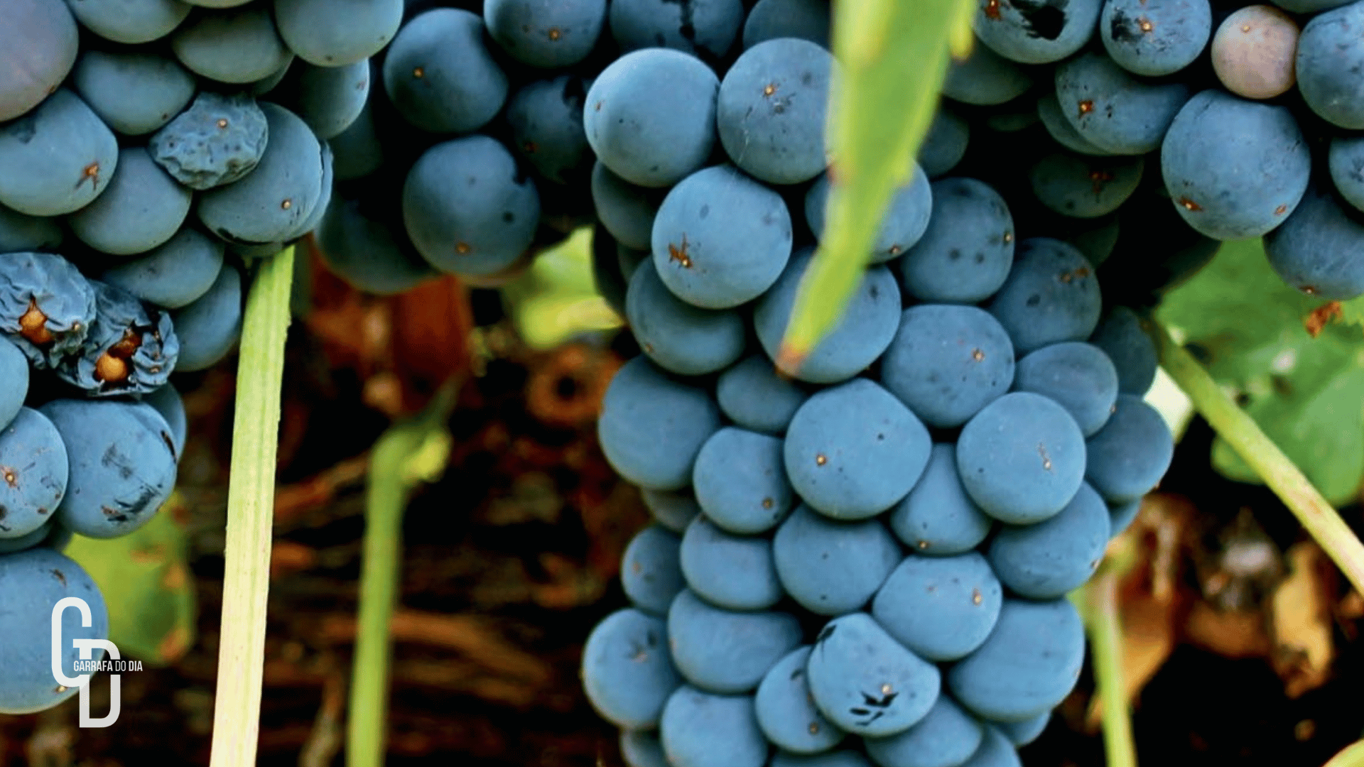 Uva Tempranillo é símbolo da viticultura Espanhola